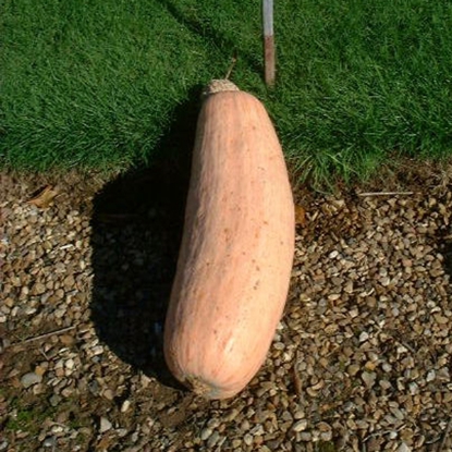 Picture of Winter Squash Pink Banana